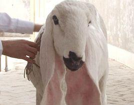 瓦格吉爾羊 瓦格吉爾羊