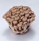 小毒蠅鵝膏菌 小毒蠅鵝膏菌