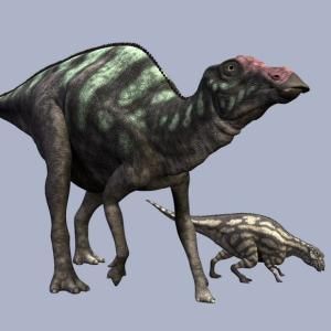 山東龍屬 山東龍屬