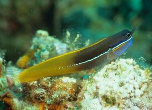 線紋異齒䲁 線紋異齒䲁