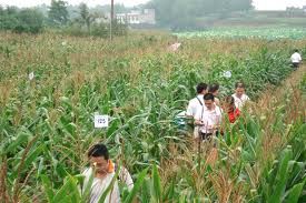 旺禾8號 旺禾8號