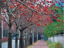 又一次花開的季節 又一次花開的季節