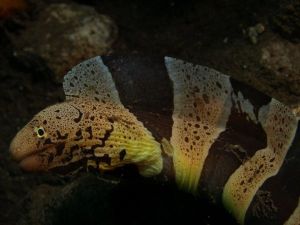 黑環裸胸鯙 黑環裸胸鯙