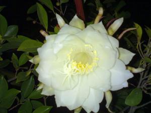 曇花一現[孫明演唱歌曲]