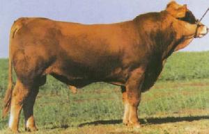 德國黃牛 德國黃牛