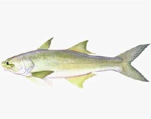 四指馬鮁 四指馬鮁