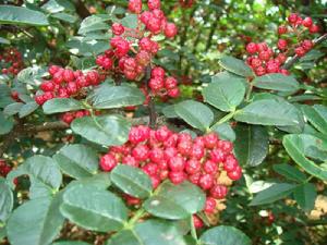 二十鋪村 二十鋪村