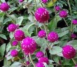 頭花杯莧 頭花杯莧