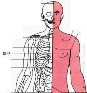 膻中穴 膻中穴