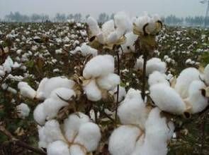 魯棉1號棉花 魯棉1號棉花