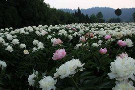 中江白芍 中江白芍
