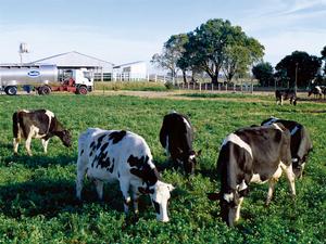 善可奶源地潘帕斯草原