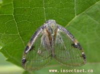 透明疏廣翅蠟蟬 透明疏廣翅蠟蟬