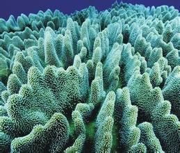 生物礦化 生物礦化