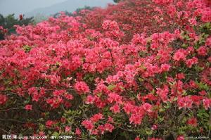 河南杜鵑 河南杜鵑