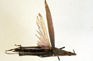 奇異負蝗 奇異負蝗