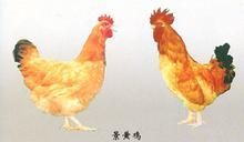 景黃雞