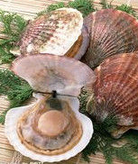 貝類海鮮 貝類海鮮