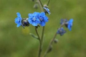 微孔草霜霉 微孔草霜霉