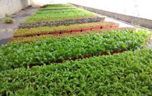 鑫志隆農場 鑫志隆農場