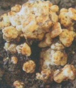 胡桃肉狀菌 胡桃肉狀菌