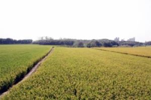 仙姑村廟西土墩墓群 仙姑村廟西土墩墓群