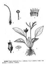 世緯苣苔 世緯苣苔