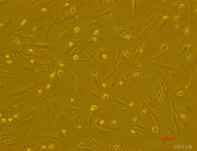 nih3t3 swiss小鼠胚胎成纖維細狀