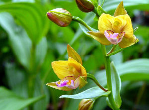 尖葉火燒蘭 尖葉火燒蘭