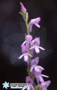 兜被蘭屬 兜被蘭屬