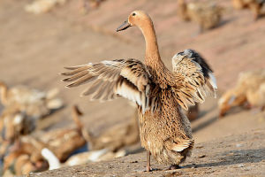 咔嘰-康貝爾鴨 咔嘰-康貝爾鴨