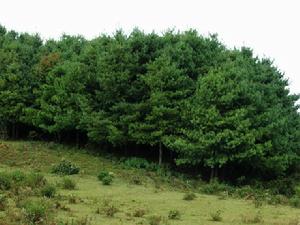 （圖）磨盤山國家級森林公園