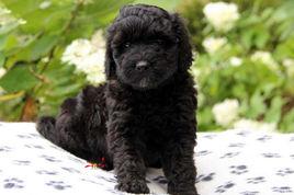 葡萄牙水犬 葡萄牙水犬