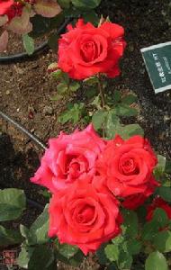 紅衣主教[薔薇屬月季栽培品種]