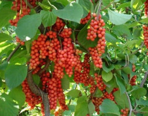 鐵力北五味子 鐵力北五味子