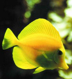 Tropical fish Tropical fish