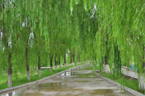 無心插柳柳成蔭