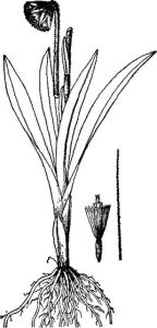 狹葉垂頭菊 狹葉垂頭菊