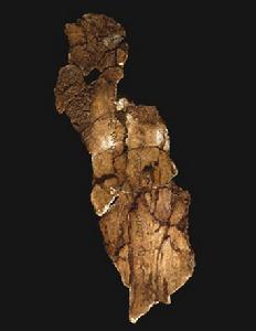 牛頭刻辭 牛頭刻辭