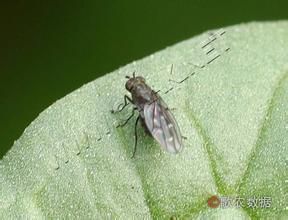 北生草種蠅 北生草種蠅