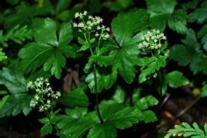 卵萼變豆菜 卵萼變豆菜