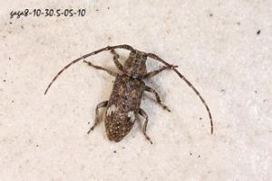 淡雙紋銹天牛 淡雙紋銹天牛