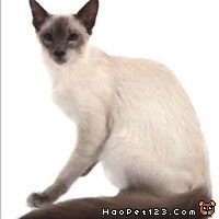 藍色虎斑重點色貓