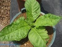 菸草花葉病 菸草花葉病