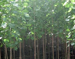 綠景苗木 綠景苗木