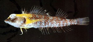 黃頸雙線䲁 黃頸雙線䲁