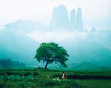 江郎山風光、植物