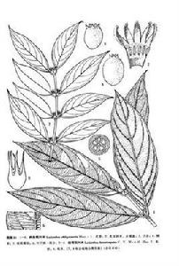 斜脈粗葉木 斜脈粗葉木