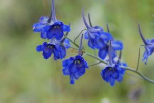 粗壯角萼翠雀花 粗壯角萼翠雀花