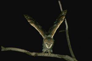 （圖）侏儒貓頭鷹